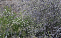 Phylloscopus nitidus