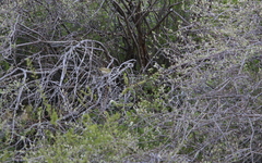 Phylloscopus nitidus