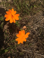 Thunbergia gregorii