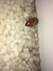 Cyclocephala longula