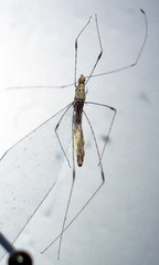 Metacanthus lineatus