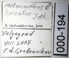 Metacanthus lineatus