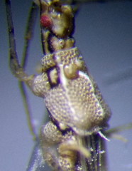 Metacanthus lineatus