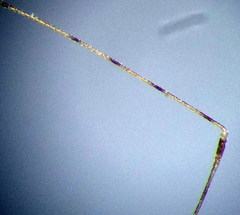 Metacanthus lineatus