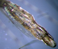 Metacanthus lineatus