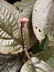 Triolena scorpioides