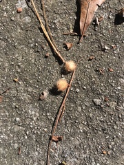 Druon quercuslanigerum