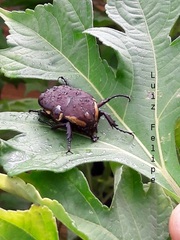 Allorhina