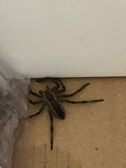 Cupiennius salei