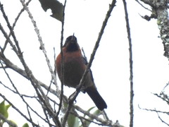 Diglossa brunneiventris