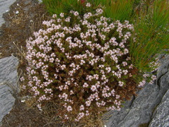 Andersonia