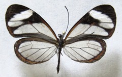 Ithomia patilla
