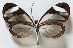 Ithomia patilla