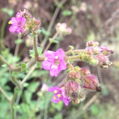 Mirabilis glabrifolia