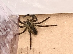 Cupiennius salei