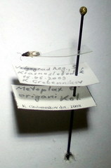 Metopoplax origani