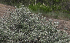 Curruca crassirostris