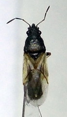 Metopoplax origani