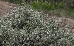 Curruca crassirostris