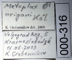Metopoplax origani