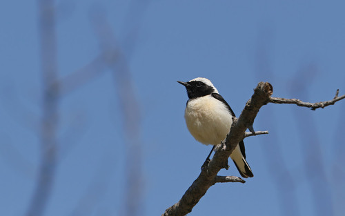 Crno-bijela Bjeloguza (Oenanthe melanoleuca)