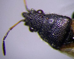 Metopoplax origani