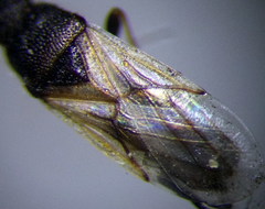 Metopoplax origani