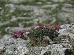 Astragalus monspessulanus monspessulanus