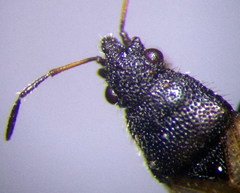 Metopoplax origani