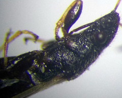 Metopoplax origani