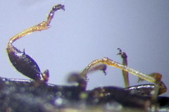 Metopoplax origani