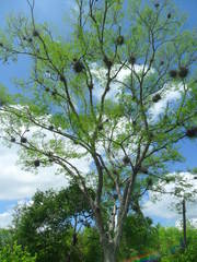 Lysiloma divaricatum