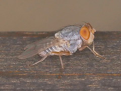 Prosopomyia pallida