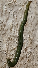 Othelosoma joburgi