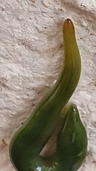 Othelosoma joburgi