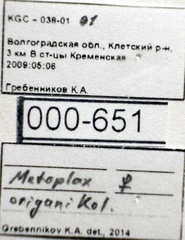 Metopoplax origani
