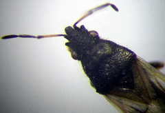 Metopoplax origani