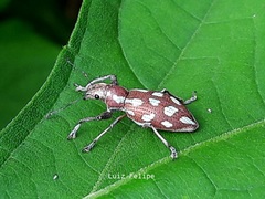 Naupactus bellus
