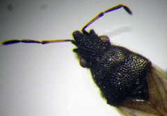 Metopoplax origani