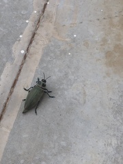 Euchroma giganteum
