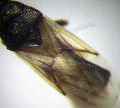 Metopoplax origani