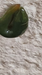 Othelosoma joburgi