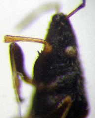 Metopoplax origani