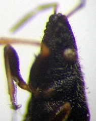 Metopoplax origani