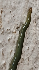 Othelosoma joburgi