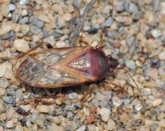 Lethaeus fulvovarius