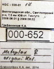 Metopoplax origani