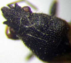 Metopoplax origani