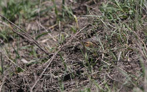 Ľabtuška červenohrdlá (Anthus cervinus)
