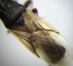 Metopoplax origani
